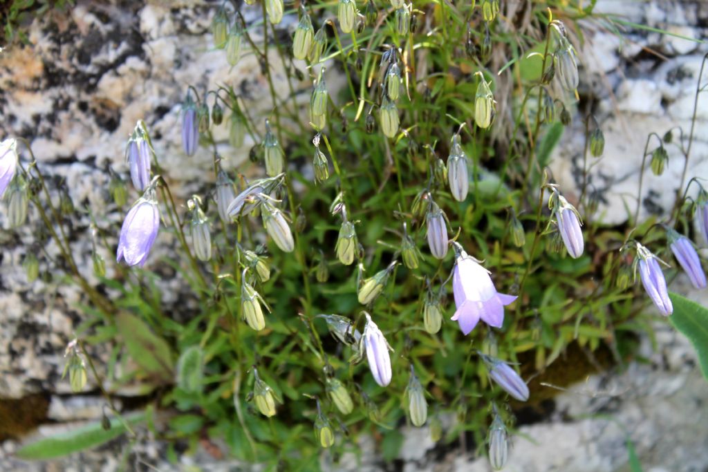Campanula cochleariifolia / Campanula dei ghiaioni